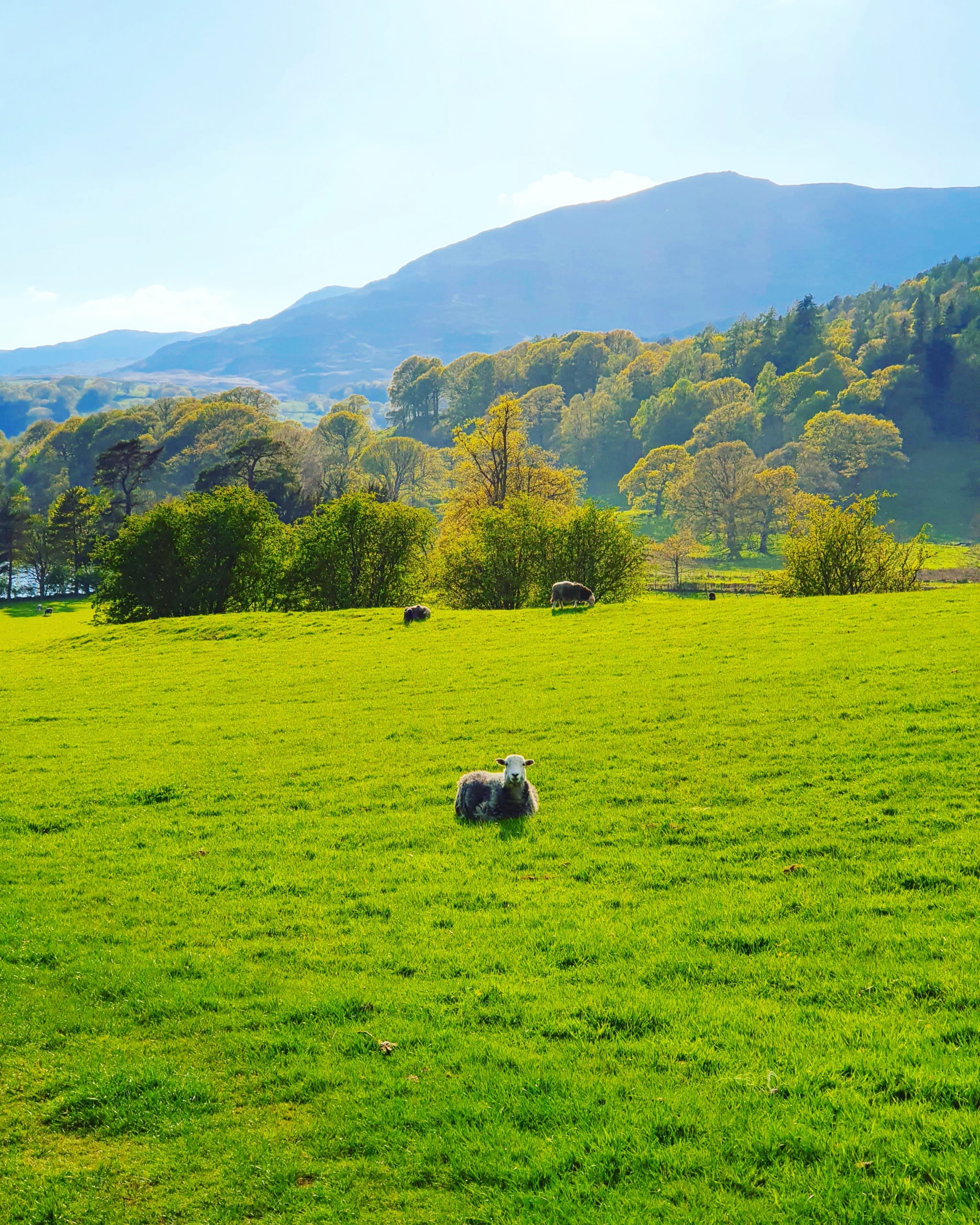 Solar Power In Windermere